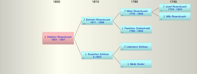 Feilchen Rosenbusch